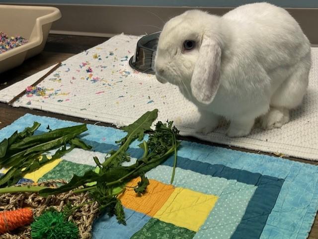 Enlarge Trix, an adopted Holland Lop in Grosse Ile, MI image 2/4