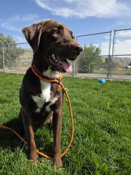 Maddie 46073, Adoptable, Young Female Labrador Retriever.