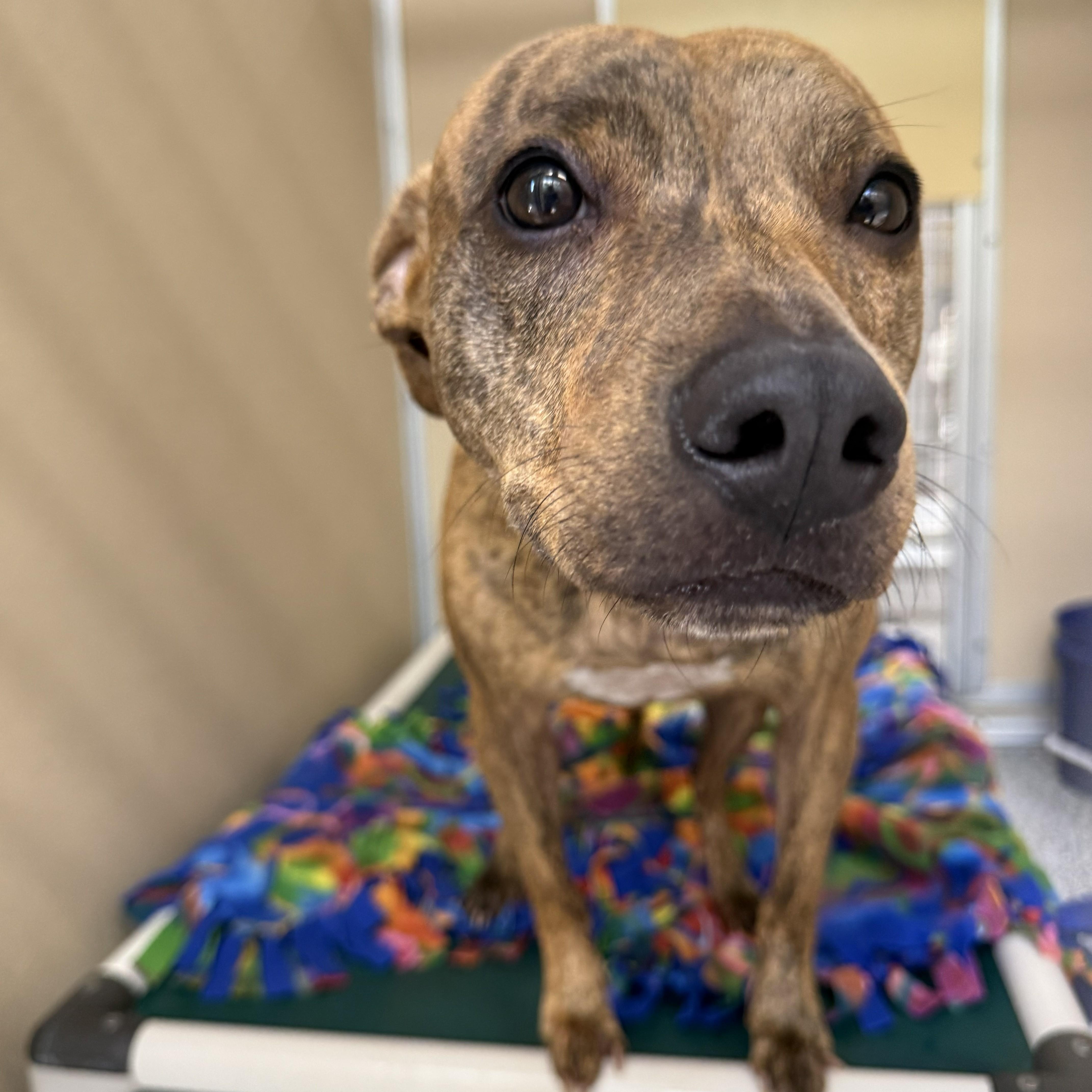 Tika, a ADOPTABLE mixed breed in St. Augustine, FL image 2/3