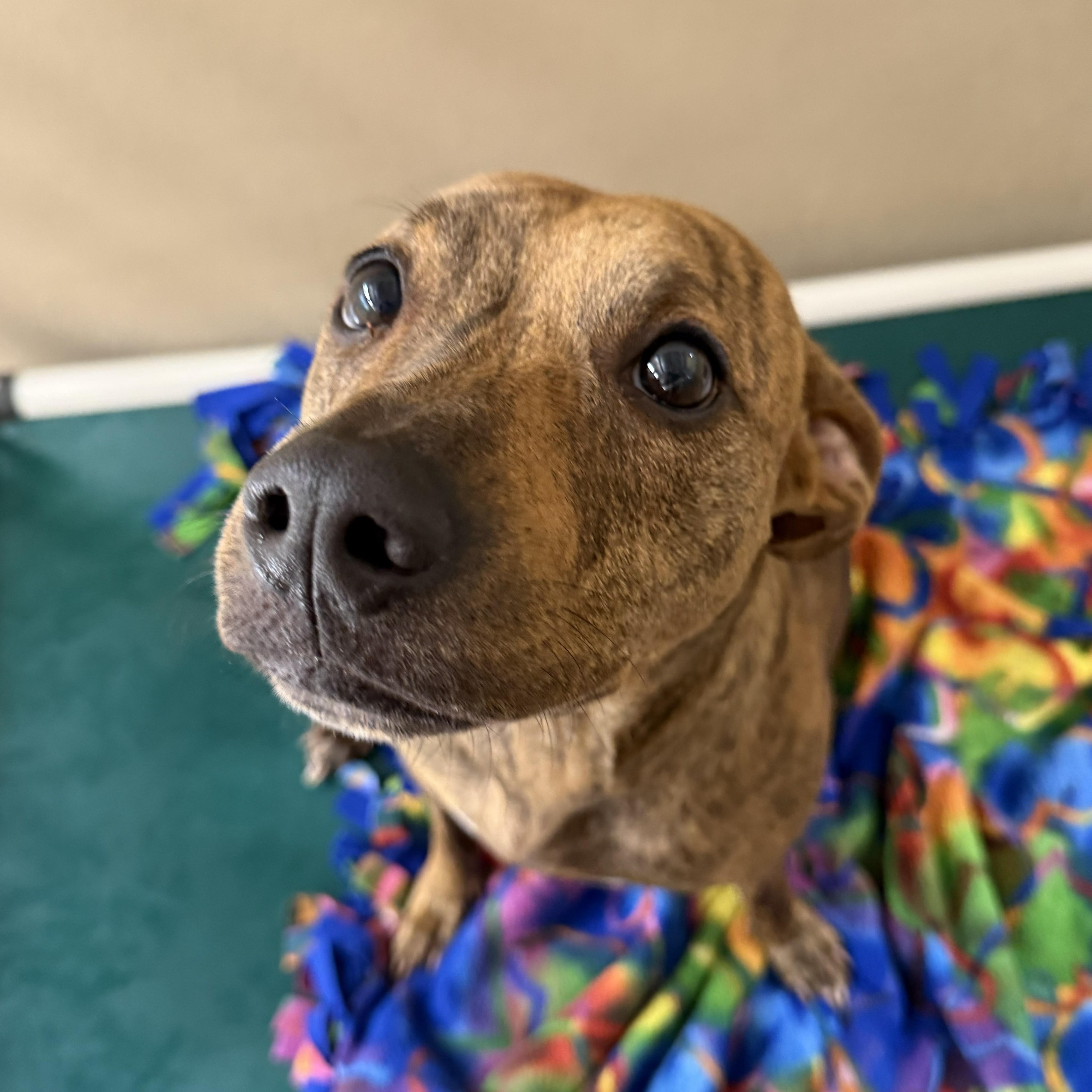 Tika, a ADOPTABLE mixed breed in St. Augustine, FL image 3/3