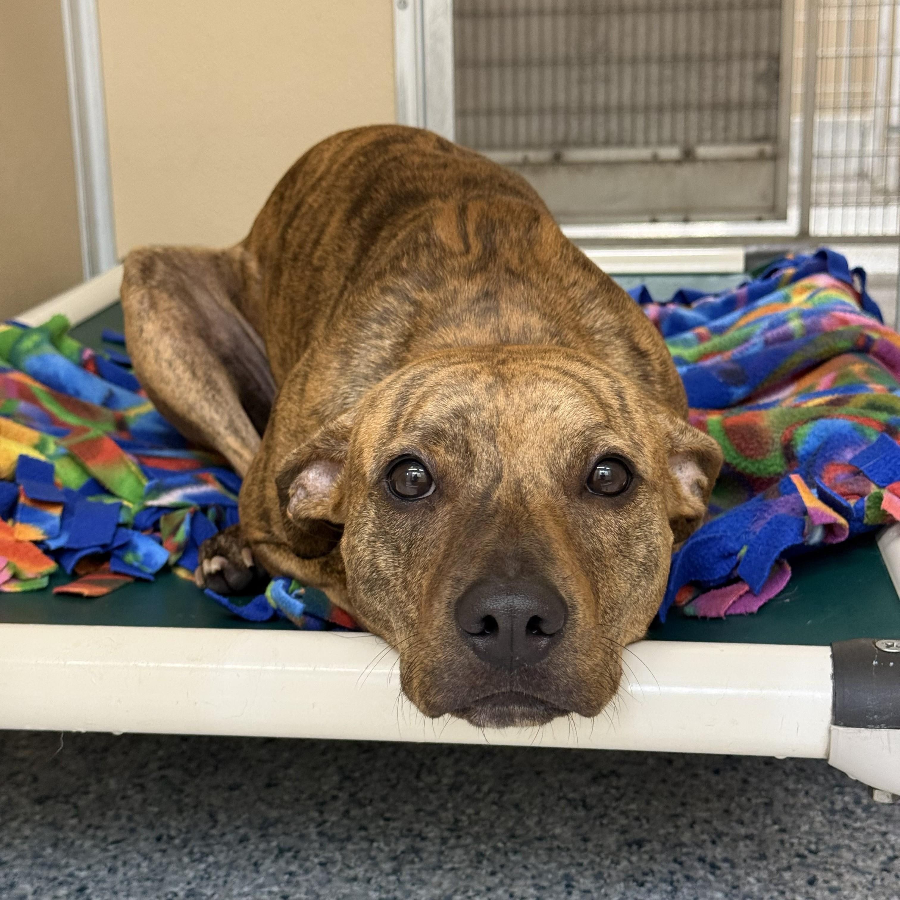 Tika, ADOPTABLE, Adult Female Pit Bull Terrier.