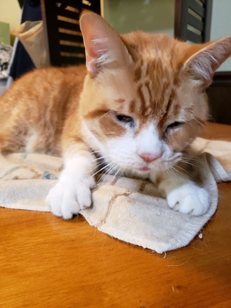 Chester & BJ, Adopted, Senior Male Domestic Short Hair.