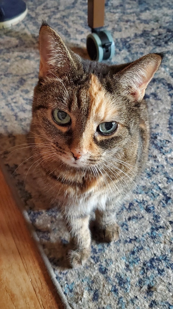 Chester & BJ, a Adopted Domestic Short Hair in SIMPSONVILLE, SC image 2/5