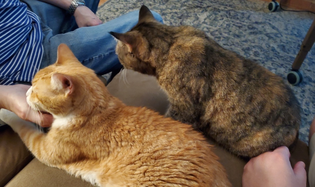 Chester & BJ, a Adopted Domestic Short Hair in SIMPSONVILLE, SC image 3/5