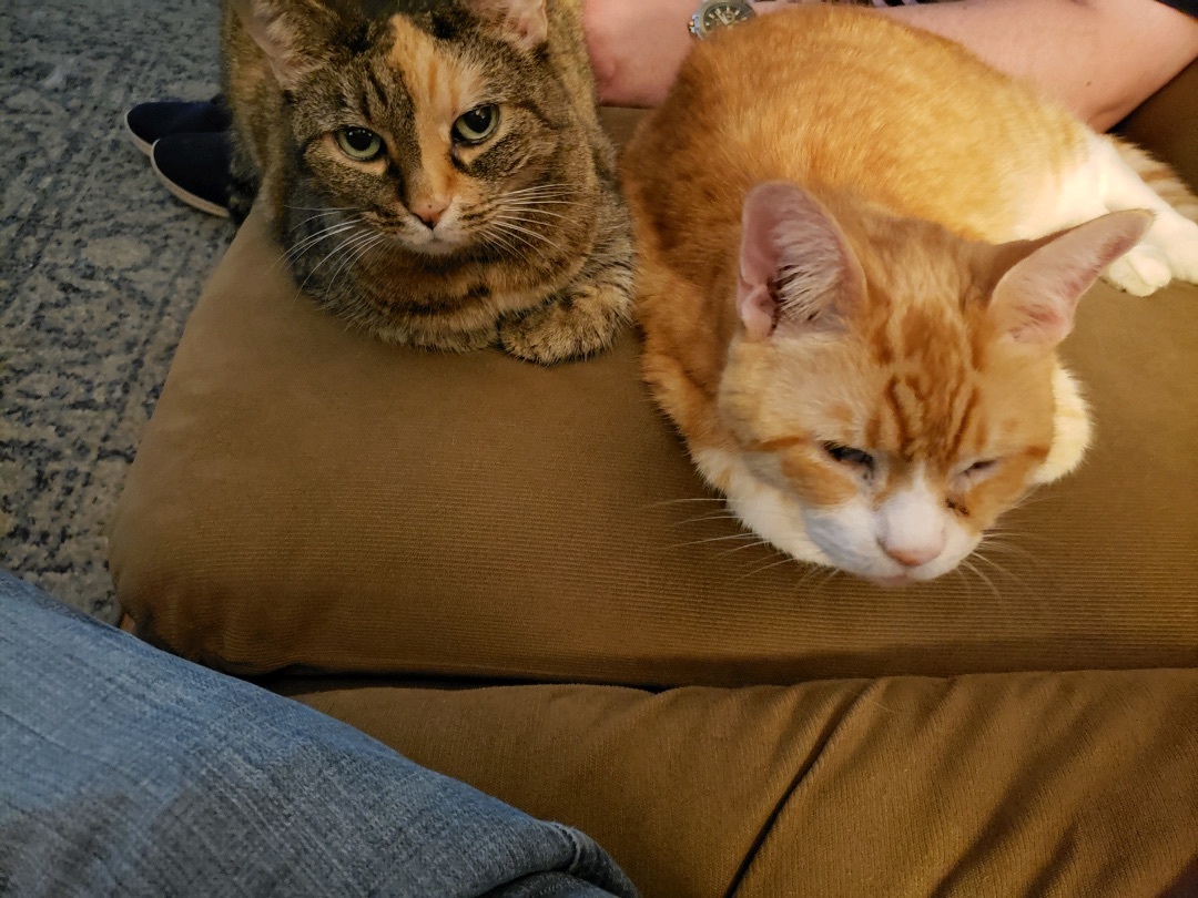 Chester & BJ, a Adopted Domestic Short Hair in SIMPSONVILLE, SC image 4/5