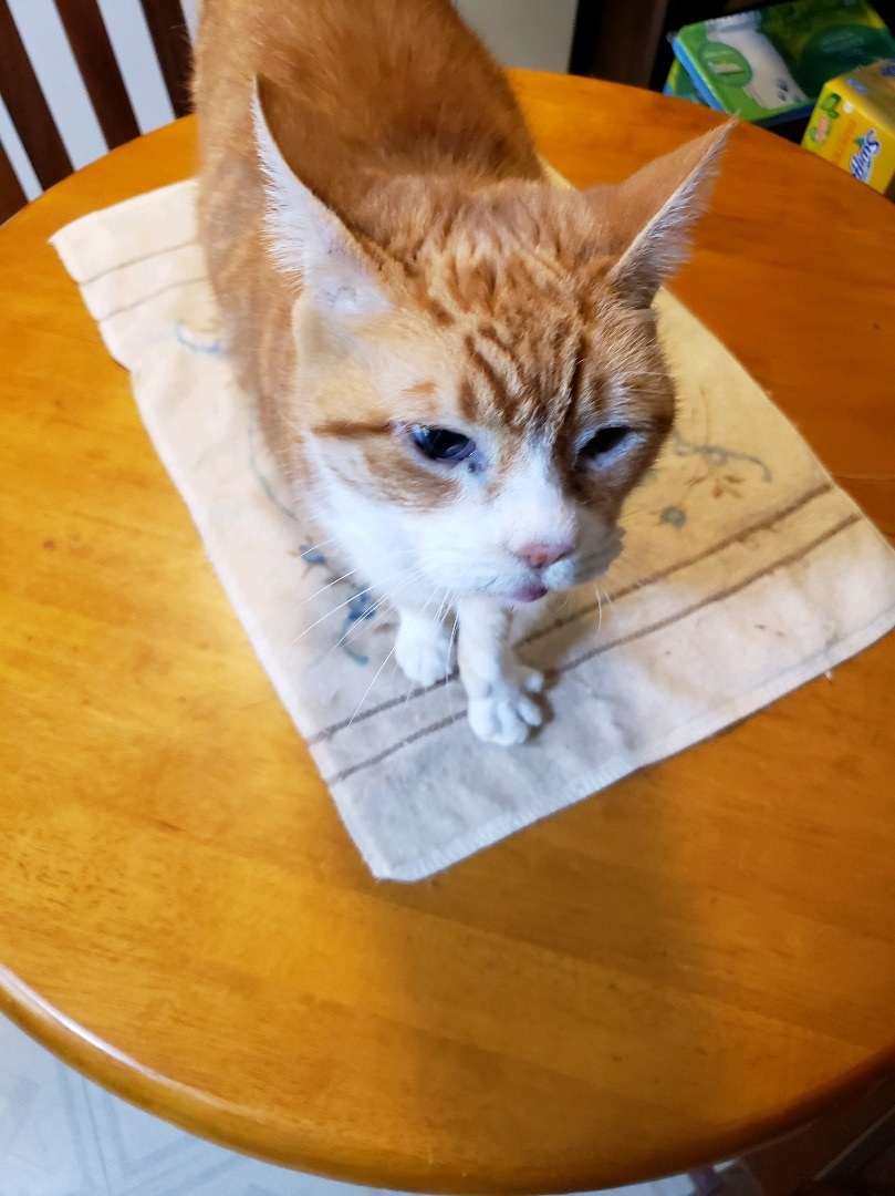 Chester & BJ, a Adopted Domestic Short Hair in SIMPSONVILLE, SC image 5/5