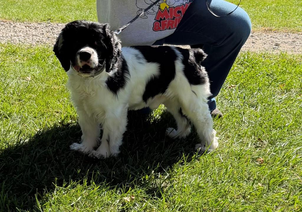 Enlarge Pepper, a Adoptable Cocker Spaniel in West Bloomfield, MI image 1/6