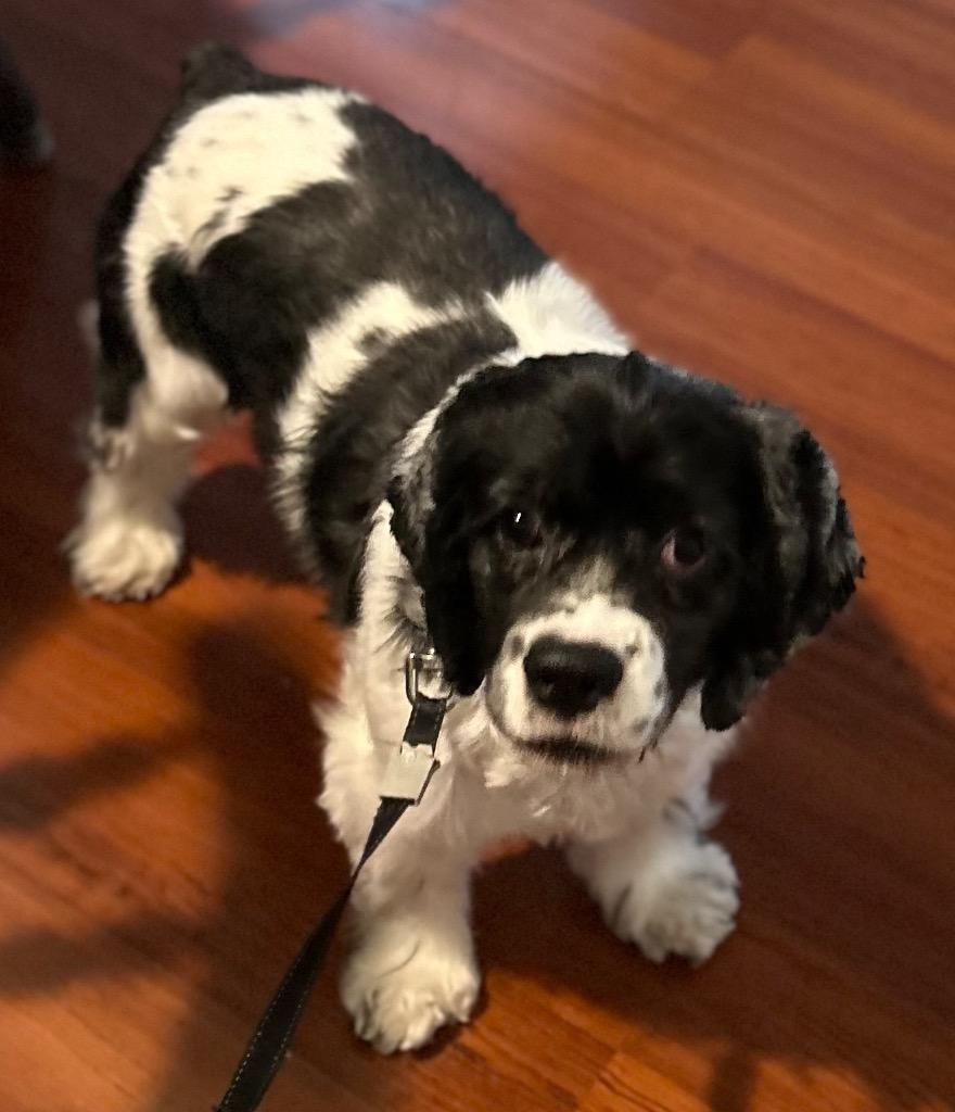 Enlarge Pepper, a Adoptable Cocker Spaniel in West Bloomfield, MI image 2/6