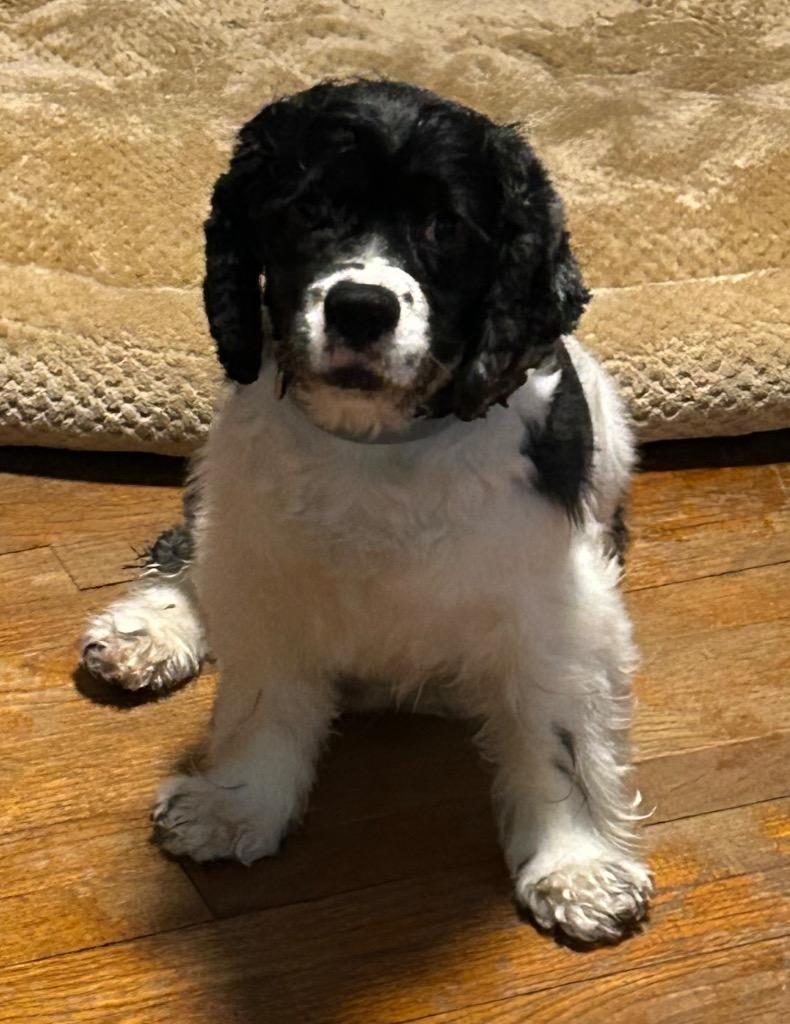 Enlarge Pepper, a Adoptable Cocker Spaniel in West Bloomfield, MI image 4/6