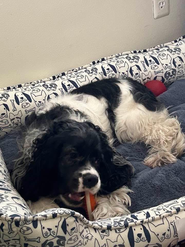 Enlarge Pepper, a Adoptable Cocker Spaniel in West Bloomfield, MI image 5/6