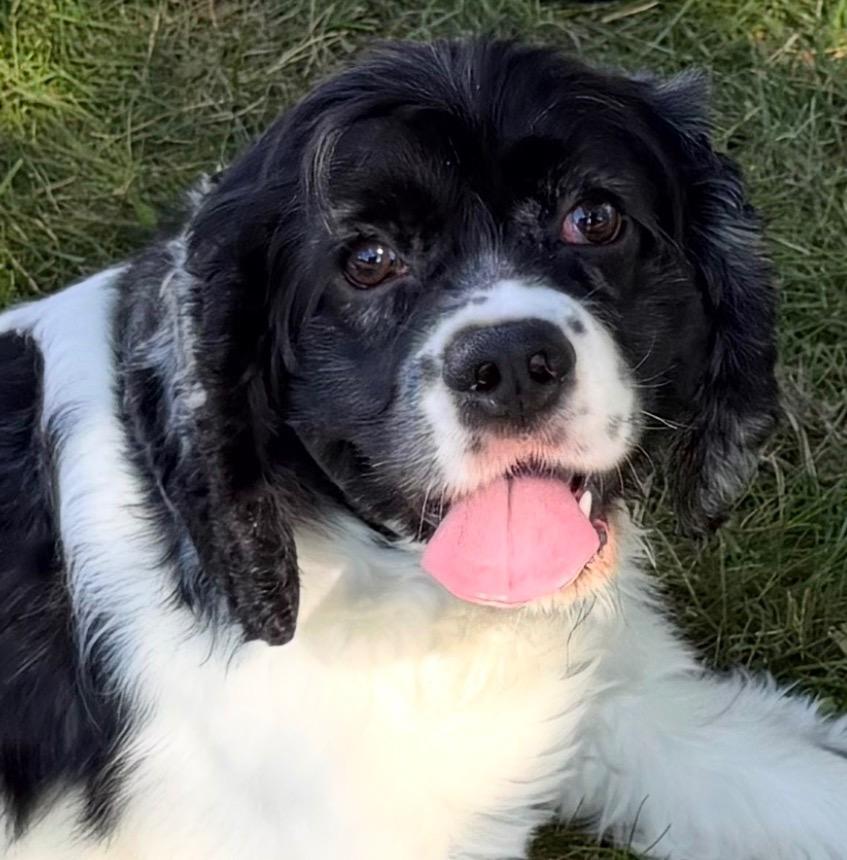 Enlarge Pepper, a Adoptable Cocker Spaniel in West Bloomfield, MI image 6/6