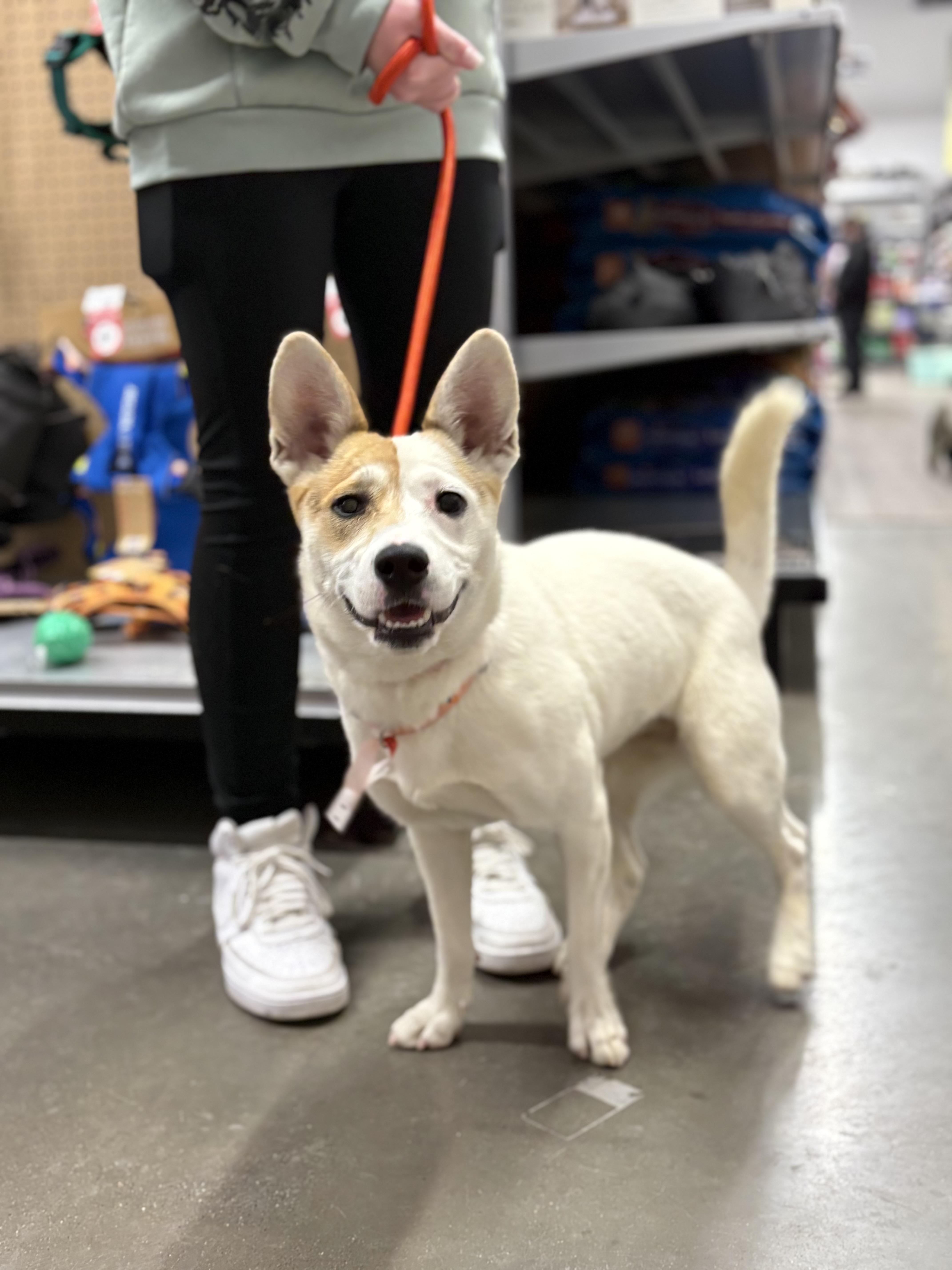 Enlarge Idgie, an adoptable mixed breed in Zimmerman, MN image 1/3