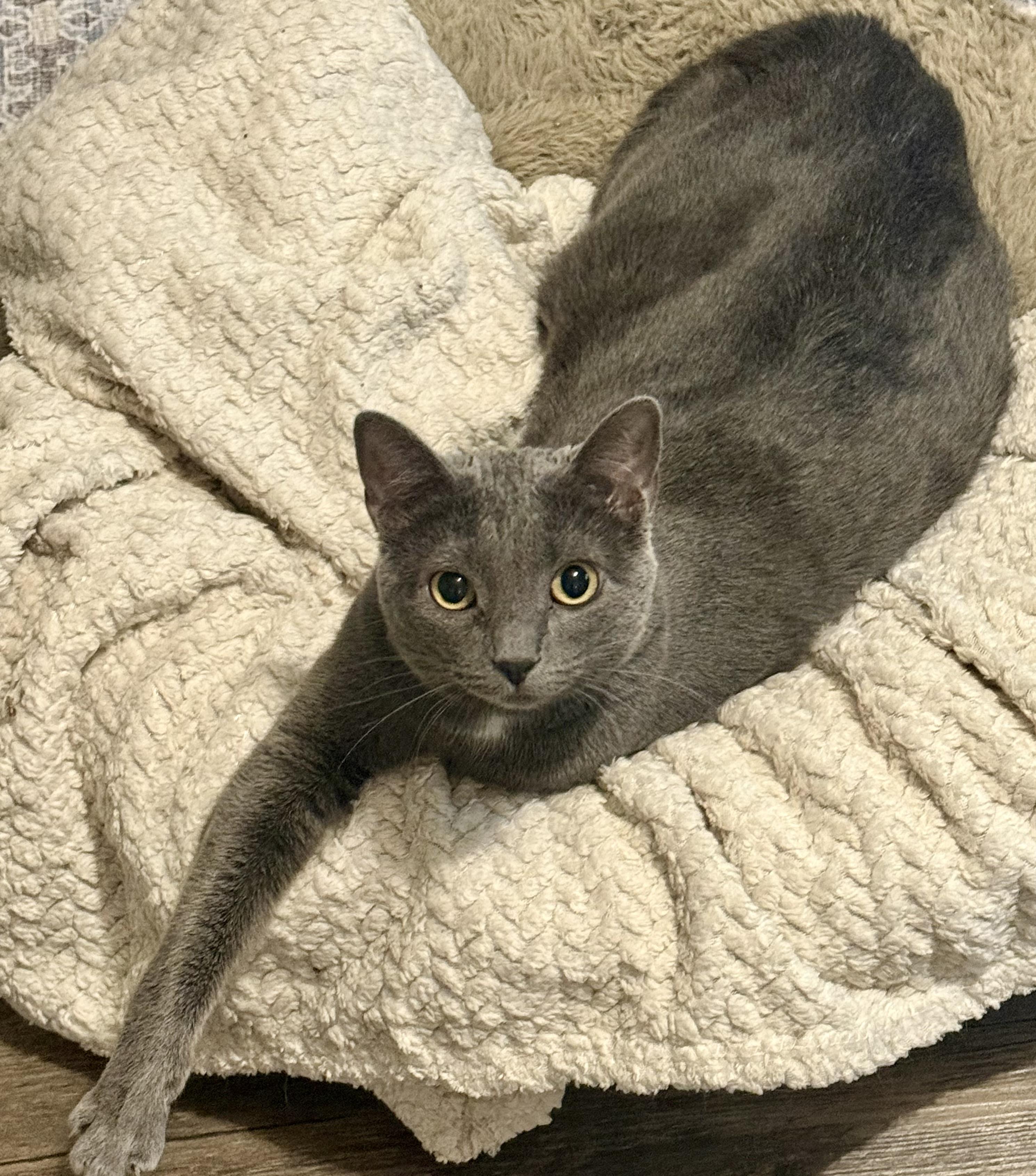 Enlarge Ash, a Adoptable Domestic Short Hair in Sun Prairie , WI image 2/2