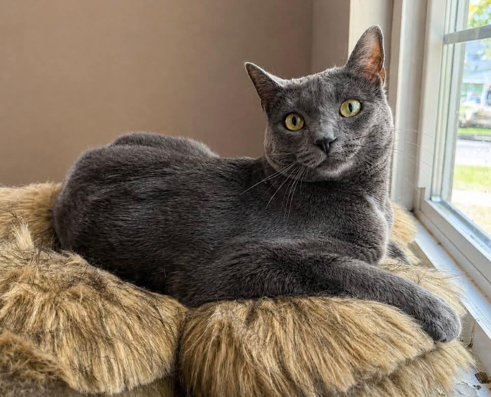 Enlarge Ash, a Adoptable Domestic Short Hair in Sun Prairie , WI image 1/2