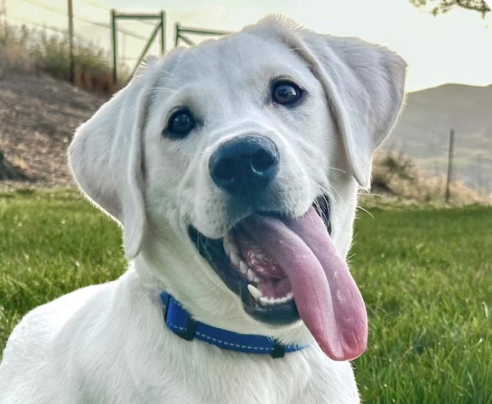 Kirby, adopted, Puppy Male Labrador Retriever.