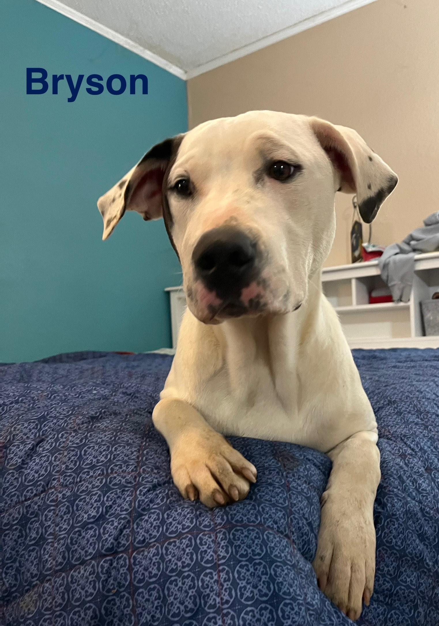 bryson, a Adoptable mixed breed in Bloomington, IL image 3/5