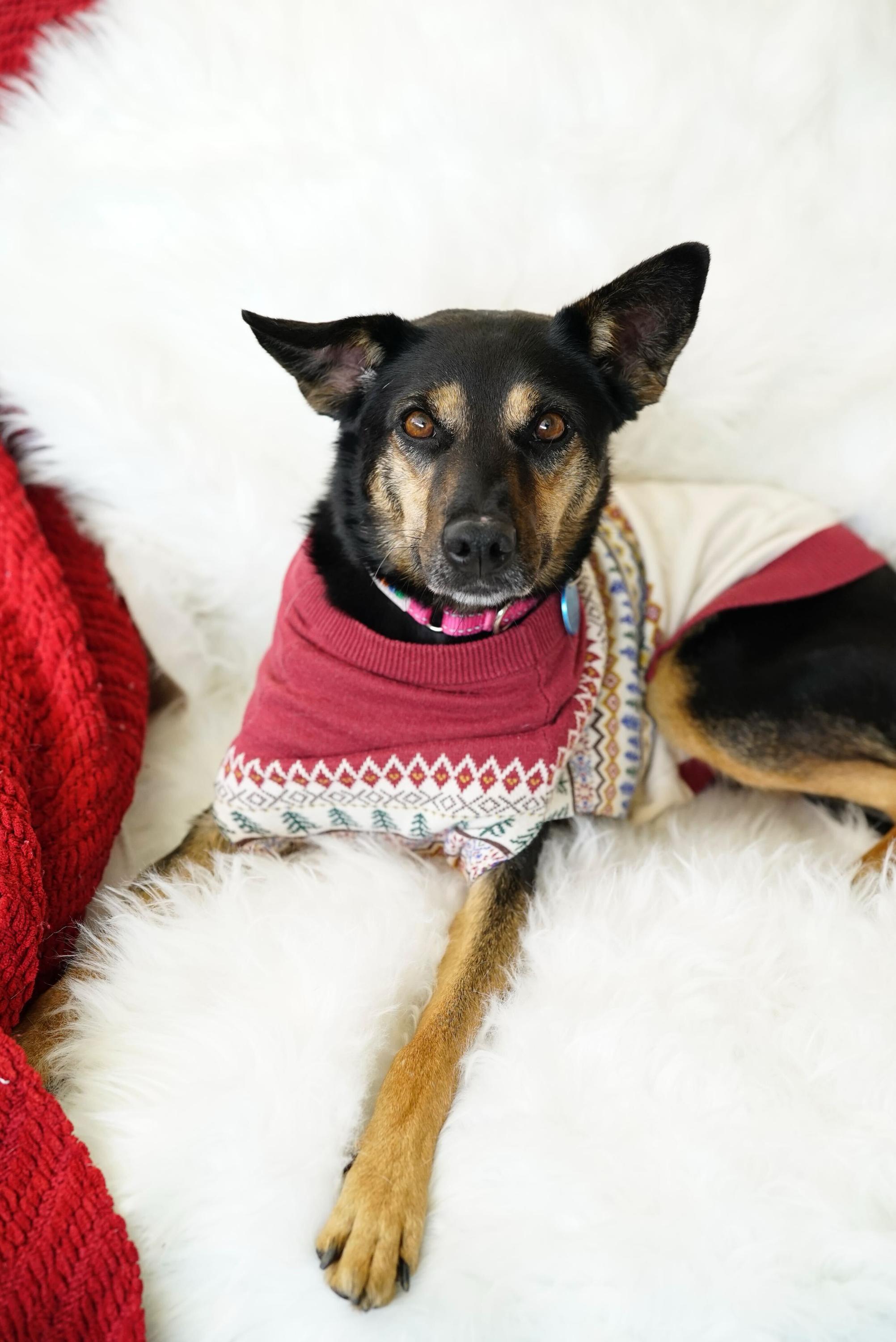 Paloma, Adoptable, Adult Female German Shepherd Dog.