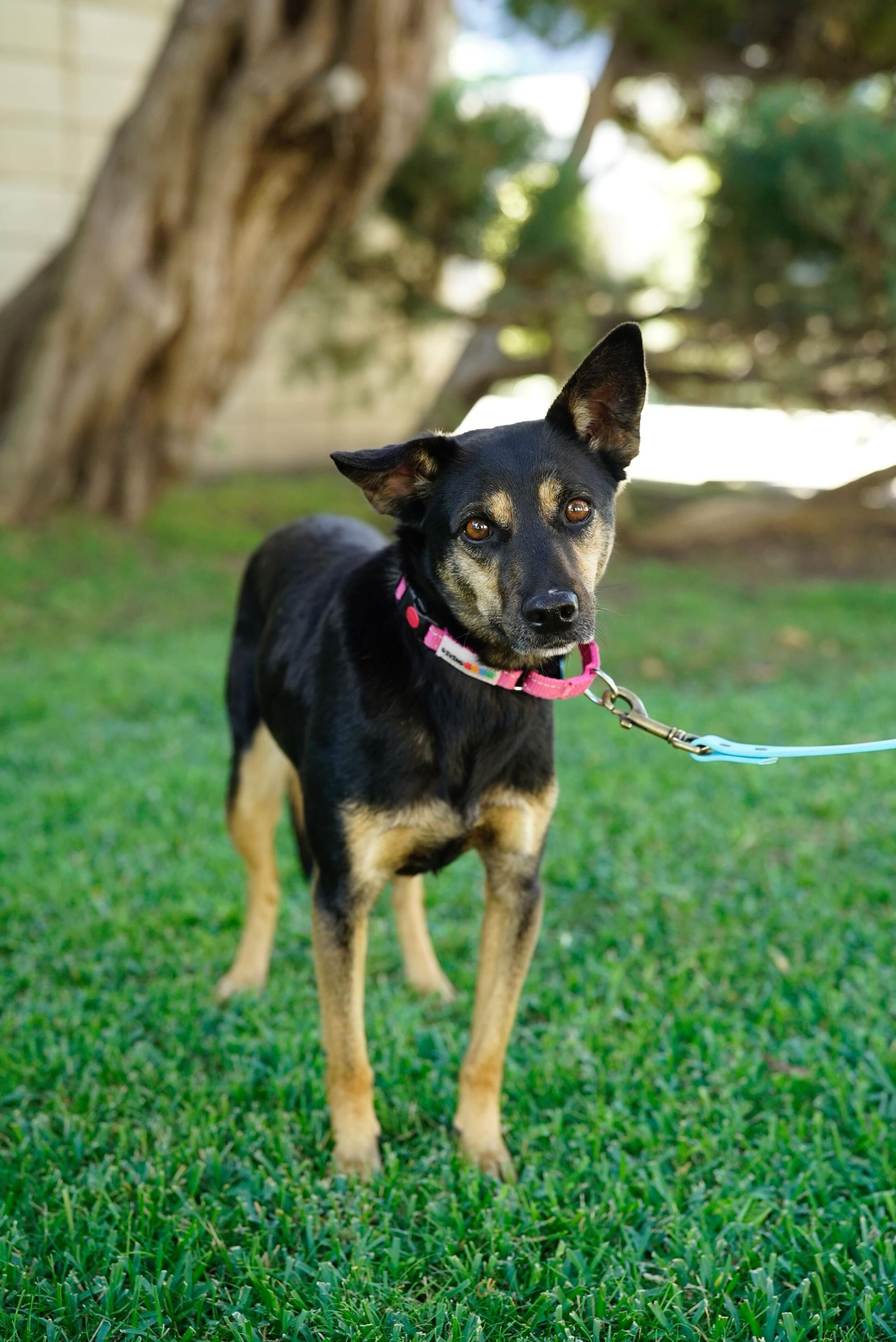 Enlarge Paloma, a Adoptable mixed breed in Pasadena, CA image 5/6