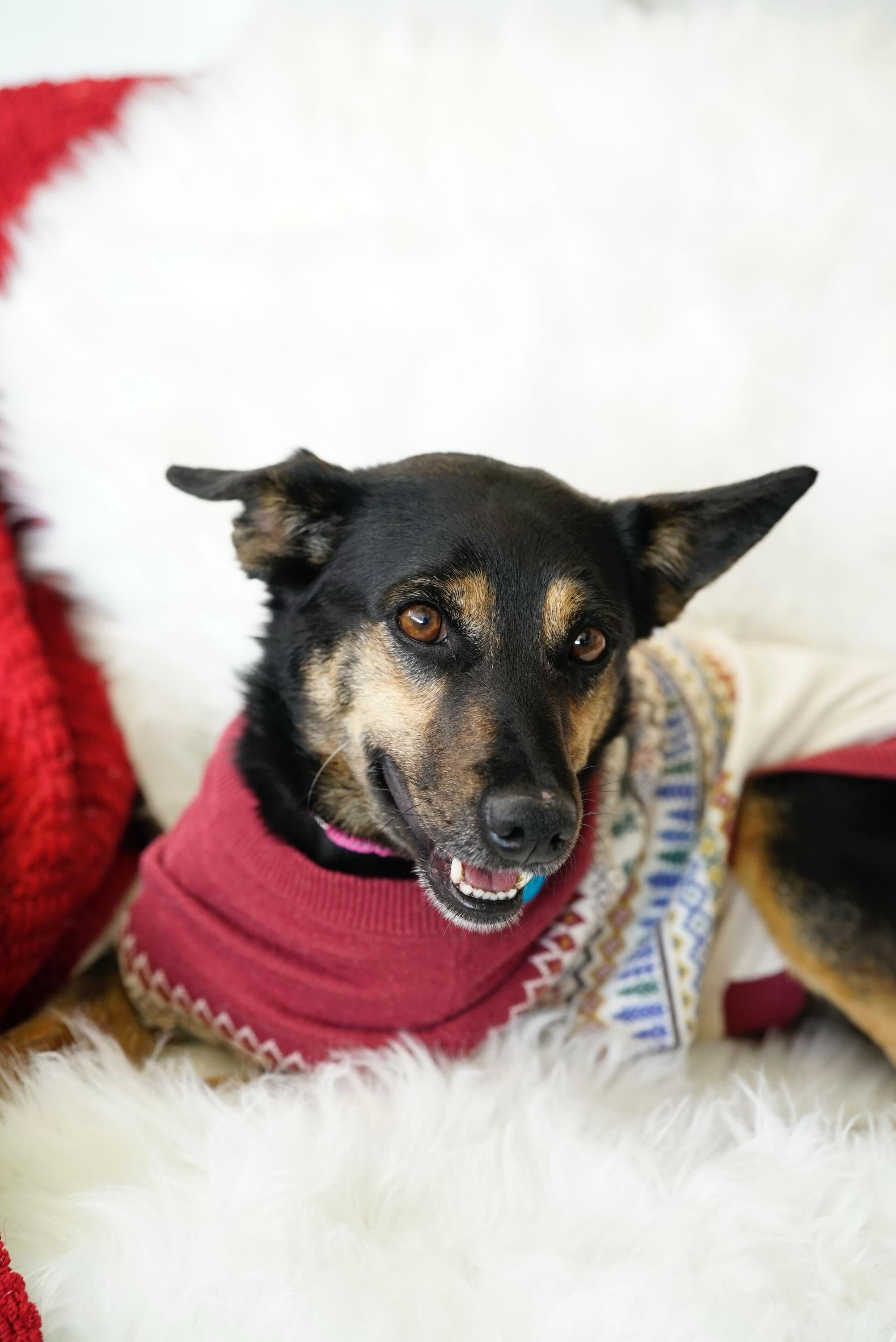 Enlarge Paloma, a Adoptable mixed breed in Pasadena, CA image 6/6