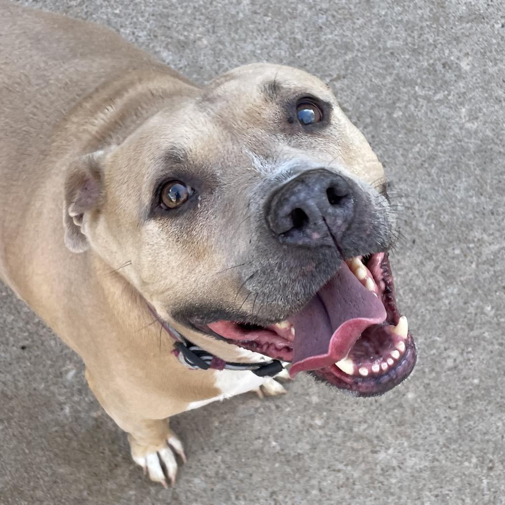 Enlarge Maya, a Adoptable mixed breed in Tulsa, OK image 1/1