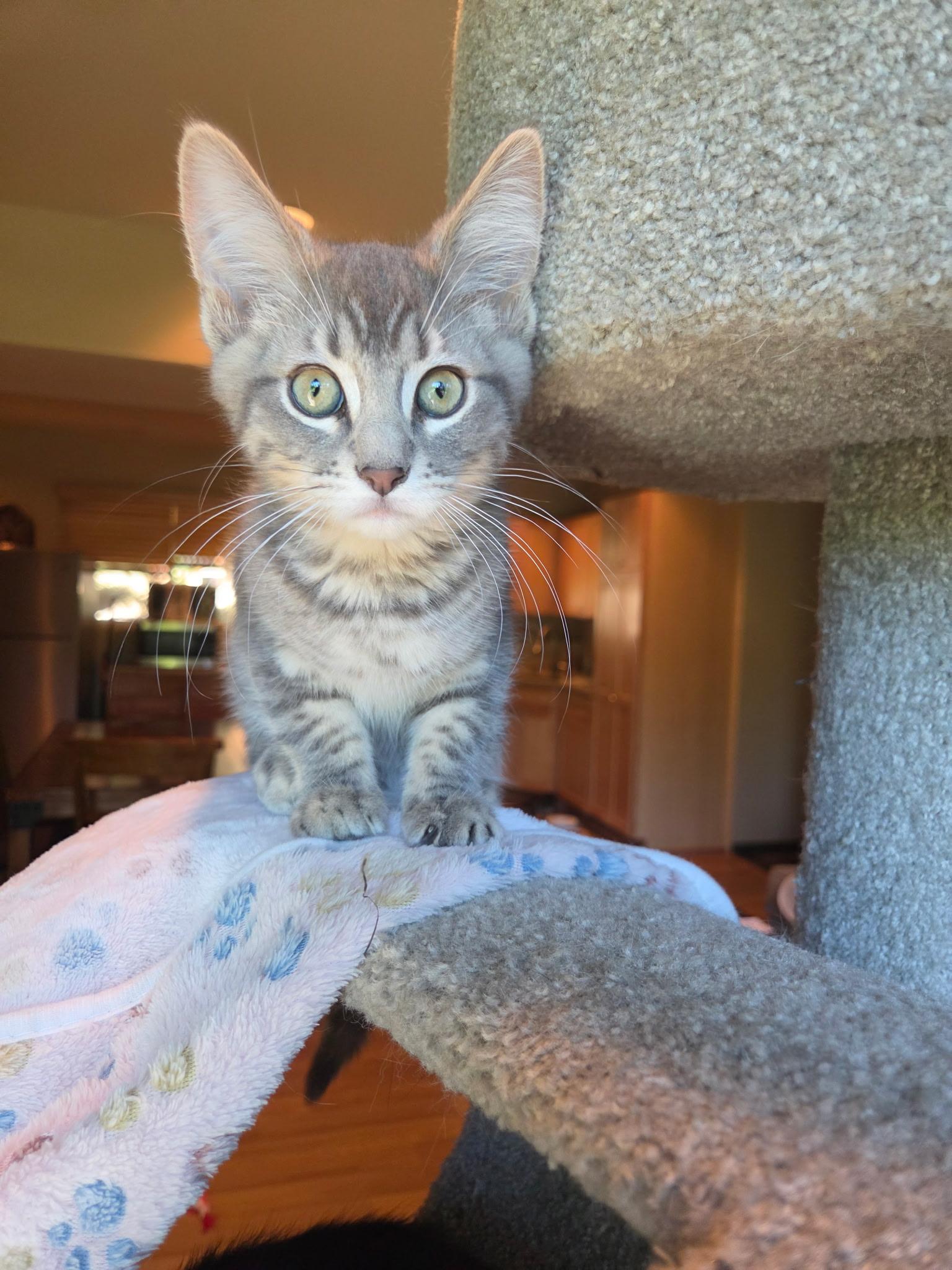 Rowan, ADOPTABLE, Kitten Male Tabby.