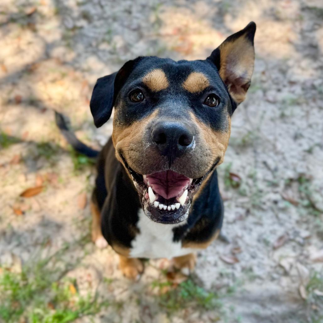 Enlarge Gracie, a Adoptable Mixed Breed in Milton, FL image 1/2