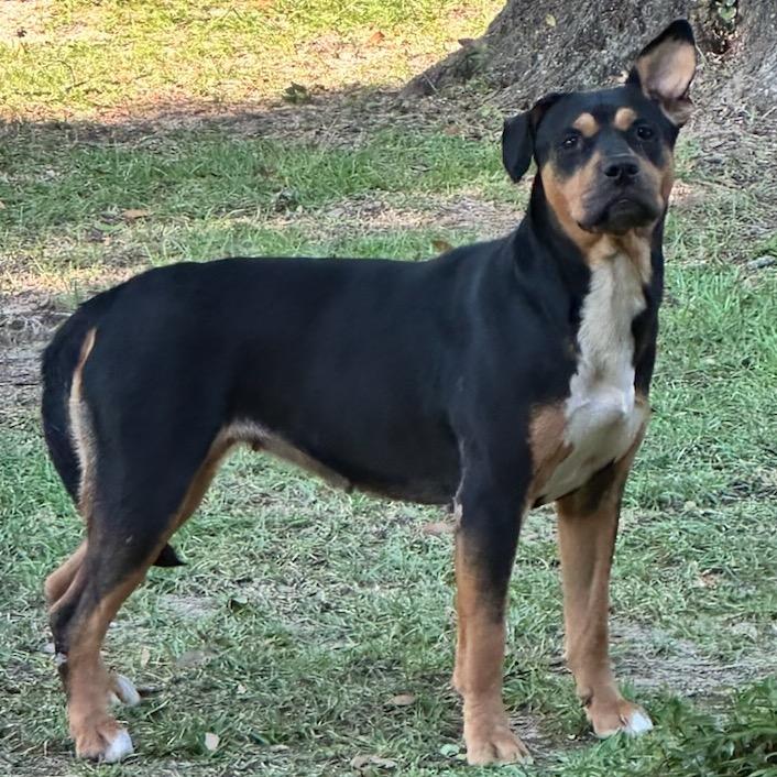 Enlarge Gracie, a Adoptable Mixed Breed in Milton, FL image 2/2