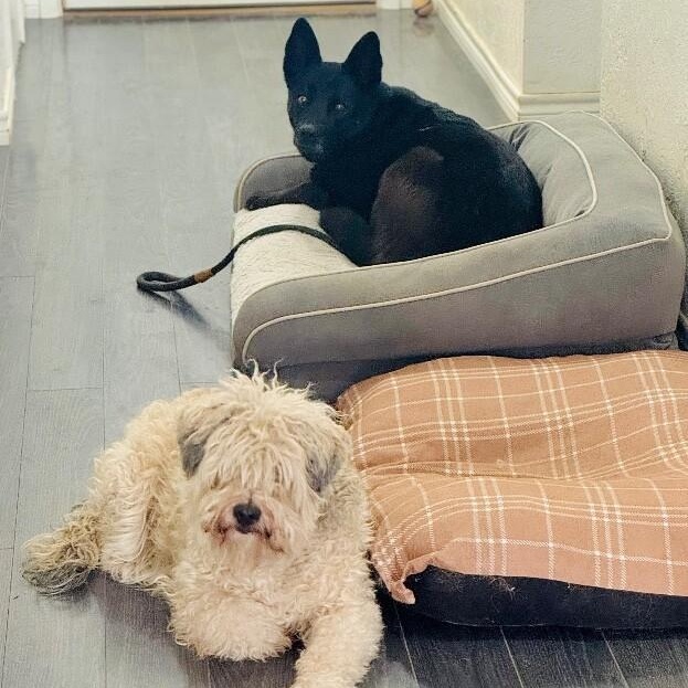 Stormy Belle is your Soul Dog — thumbnail 4