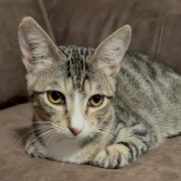 Dobby, Adoptable, Young Male Domestic Short Hair.
