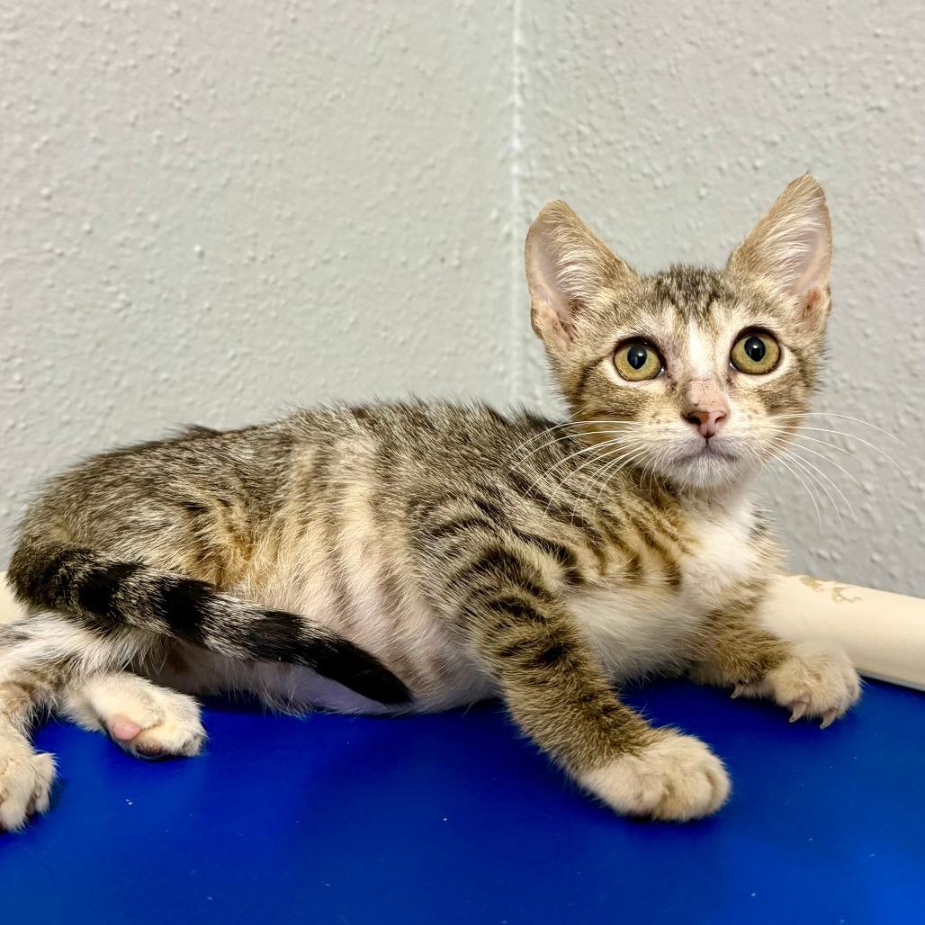 Enlarge Dobby, a Adoptable Domestic Short Hair in Houston, TX image 2/3