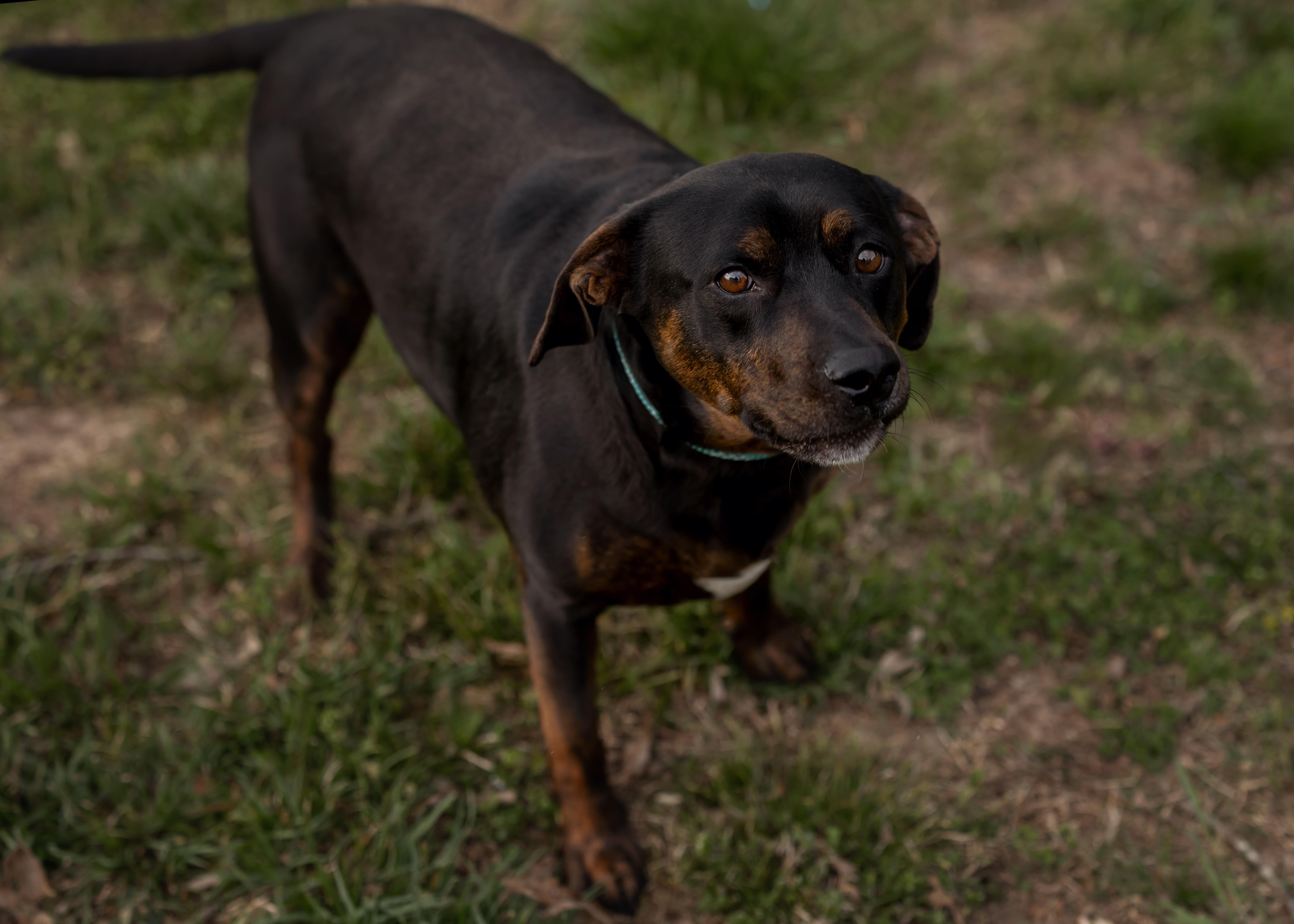 Benny, Adoptable, Adult Male Labrador Retriever & Rottweiler.