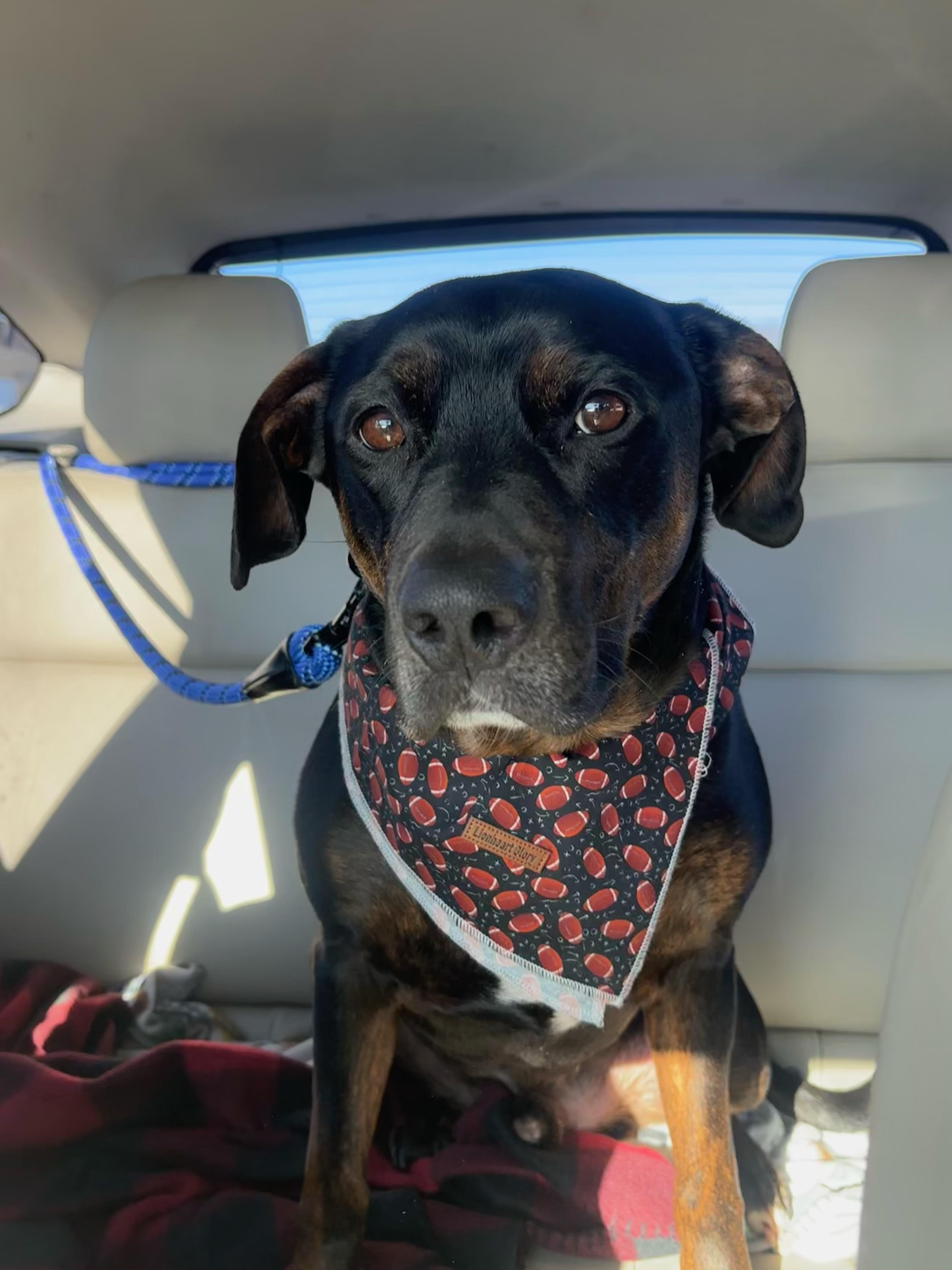 Enlarge Benny, an adopted mixed breed in Watertown, CT image 1/6