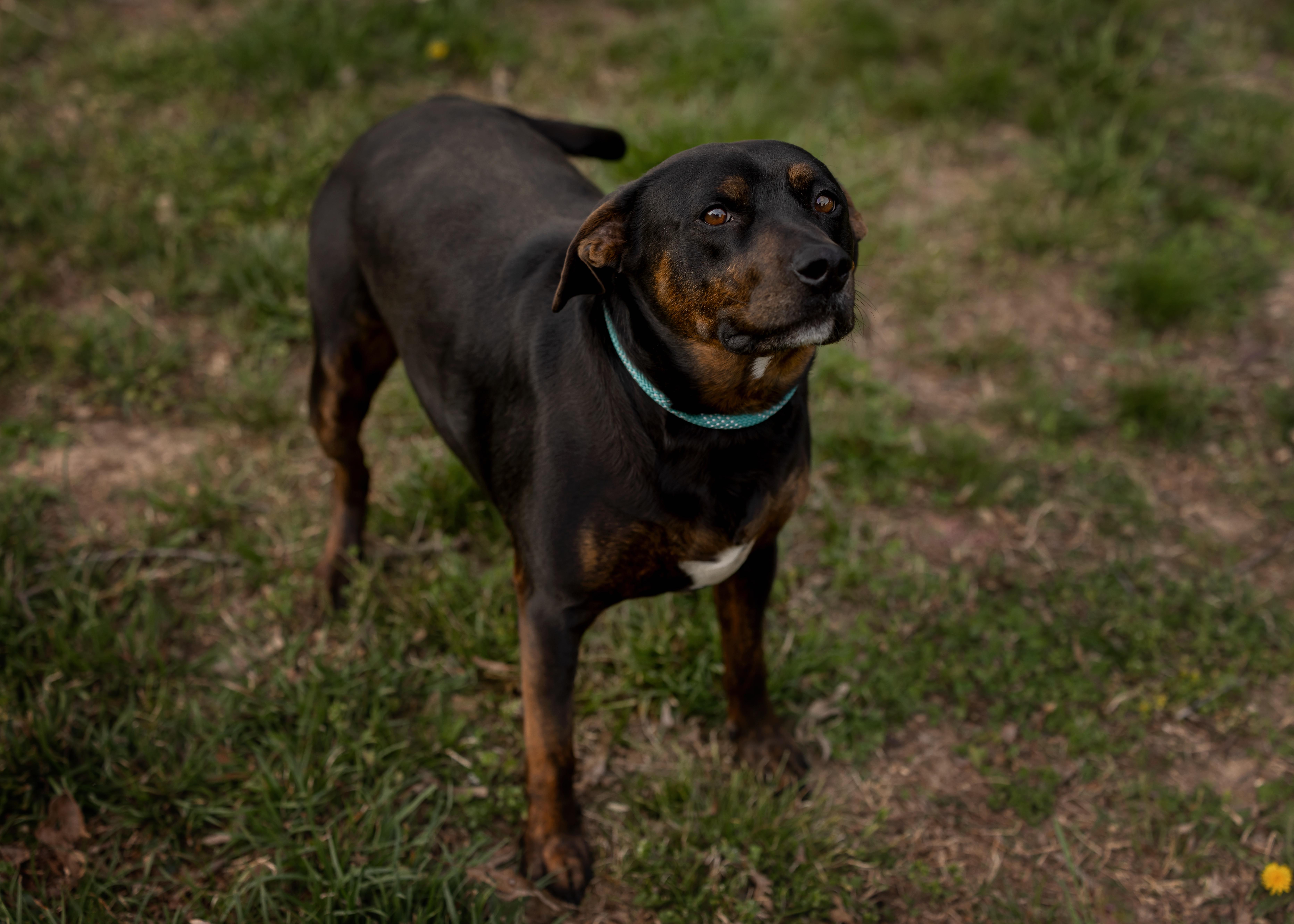Enlarge Benny, a Adoptable mixed breed in Watertown, CT image 4/5