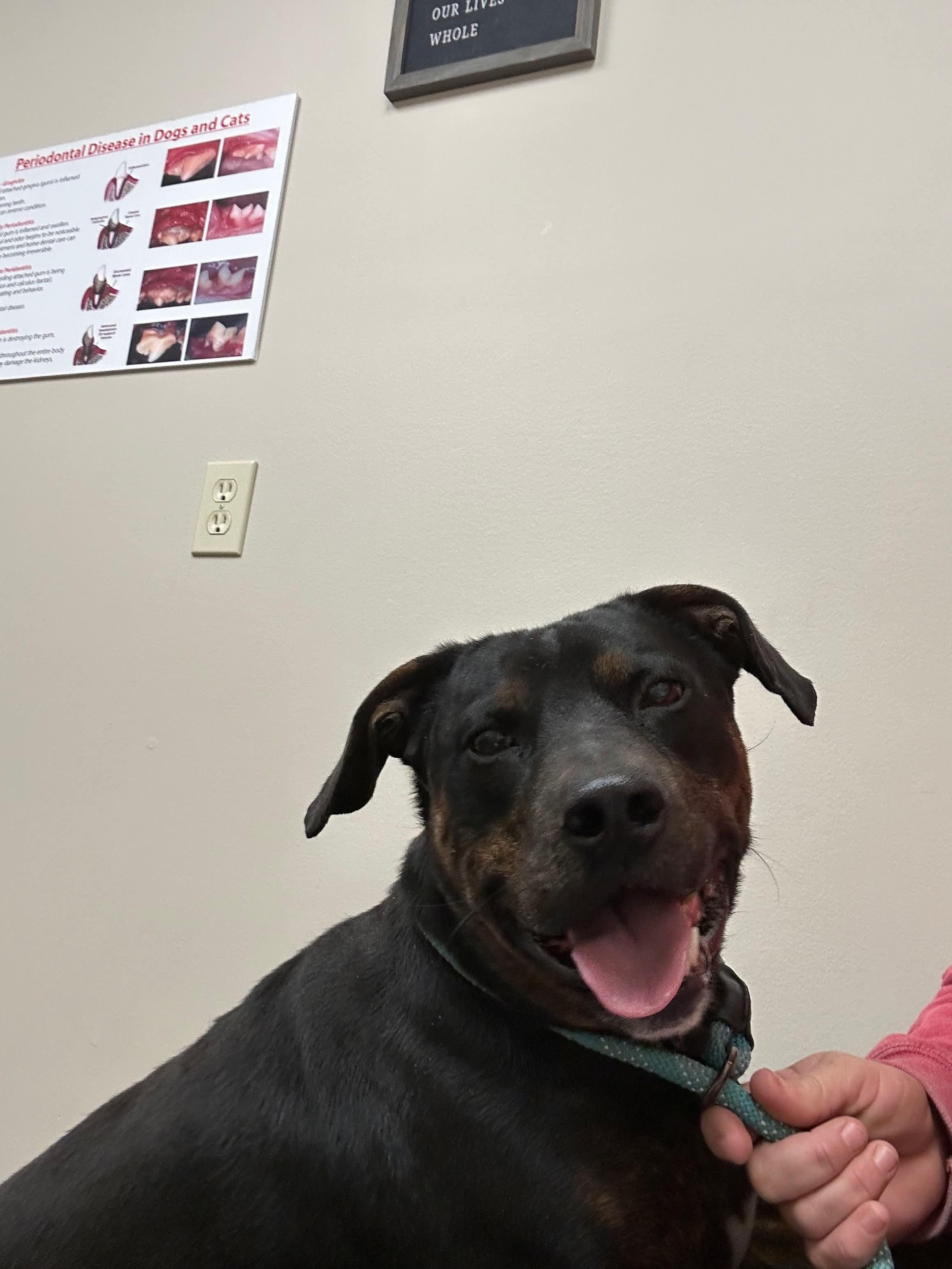 Enlarge Benny, an adopted mixed breed in Watertown, CT image 2/6