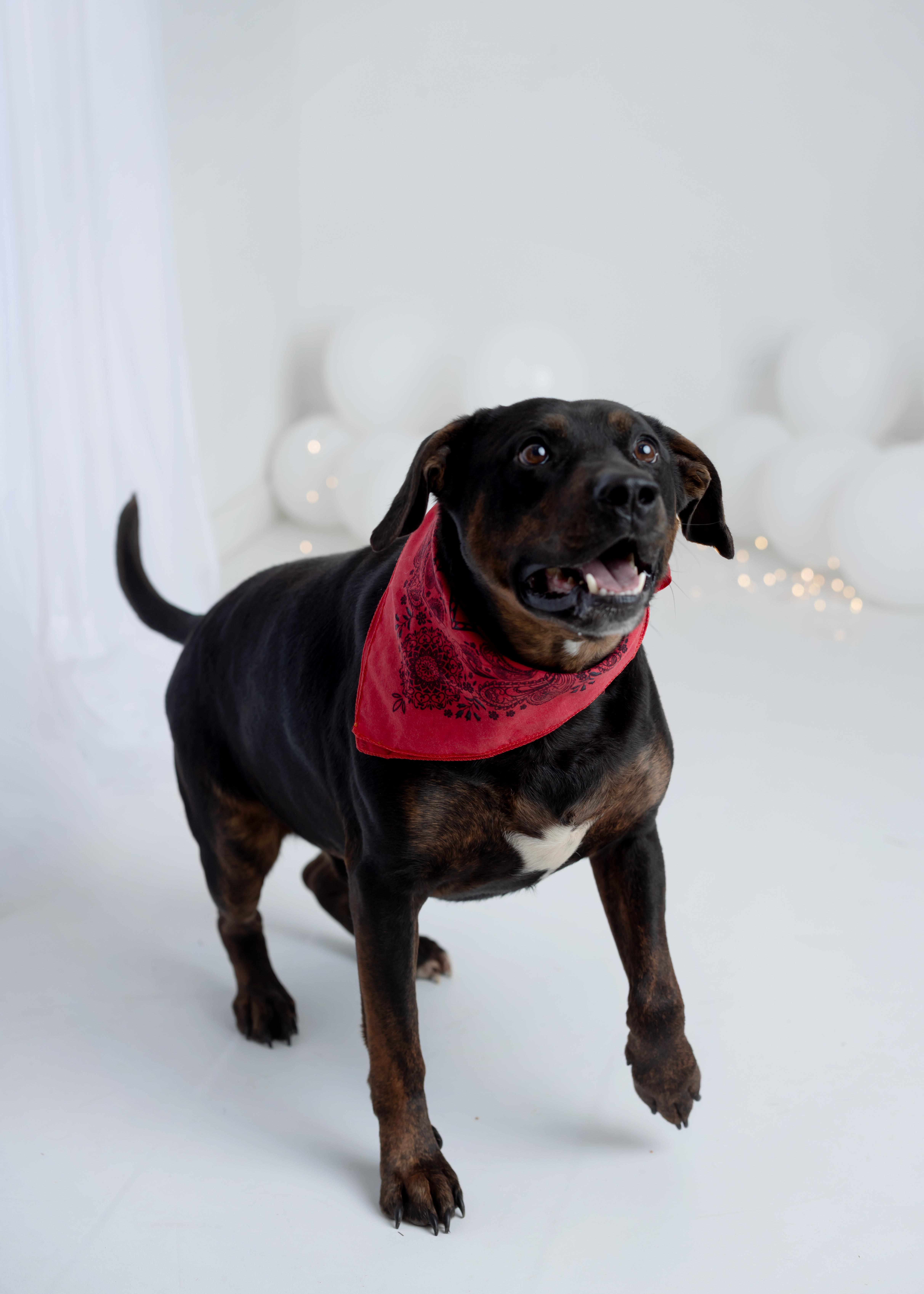 Enlarge Benny, a Adoptable mixed breed in Watertown, CT image 5/5