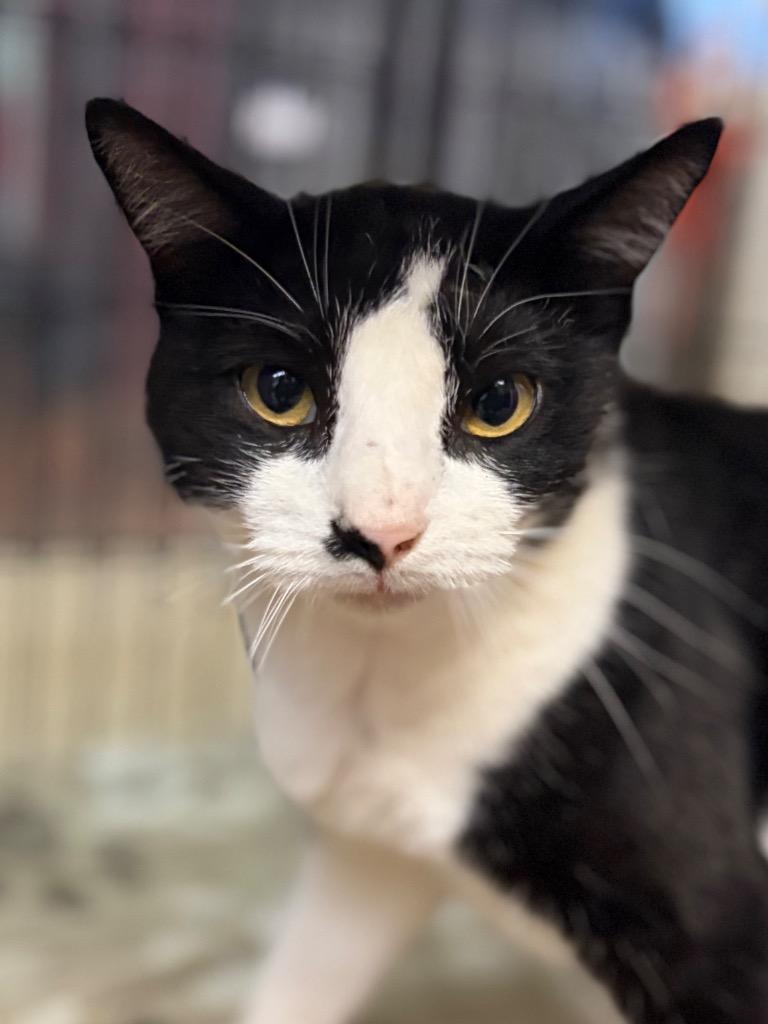 Nayla, Adoptable, Young Female Domestic Short Hair.