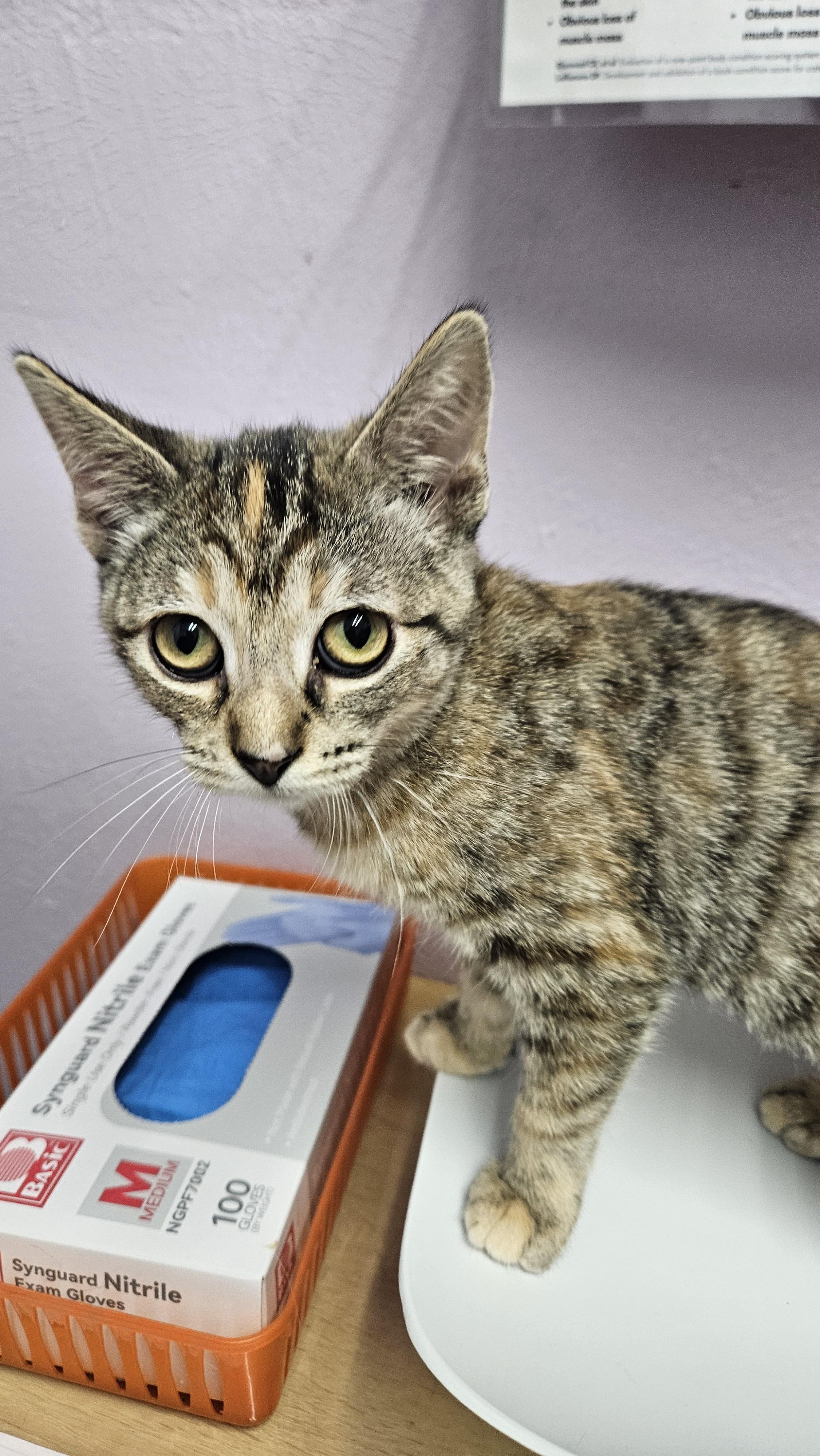 Brownie, a Adopted mixed breed in Lakewood, CO image 1/2
