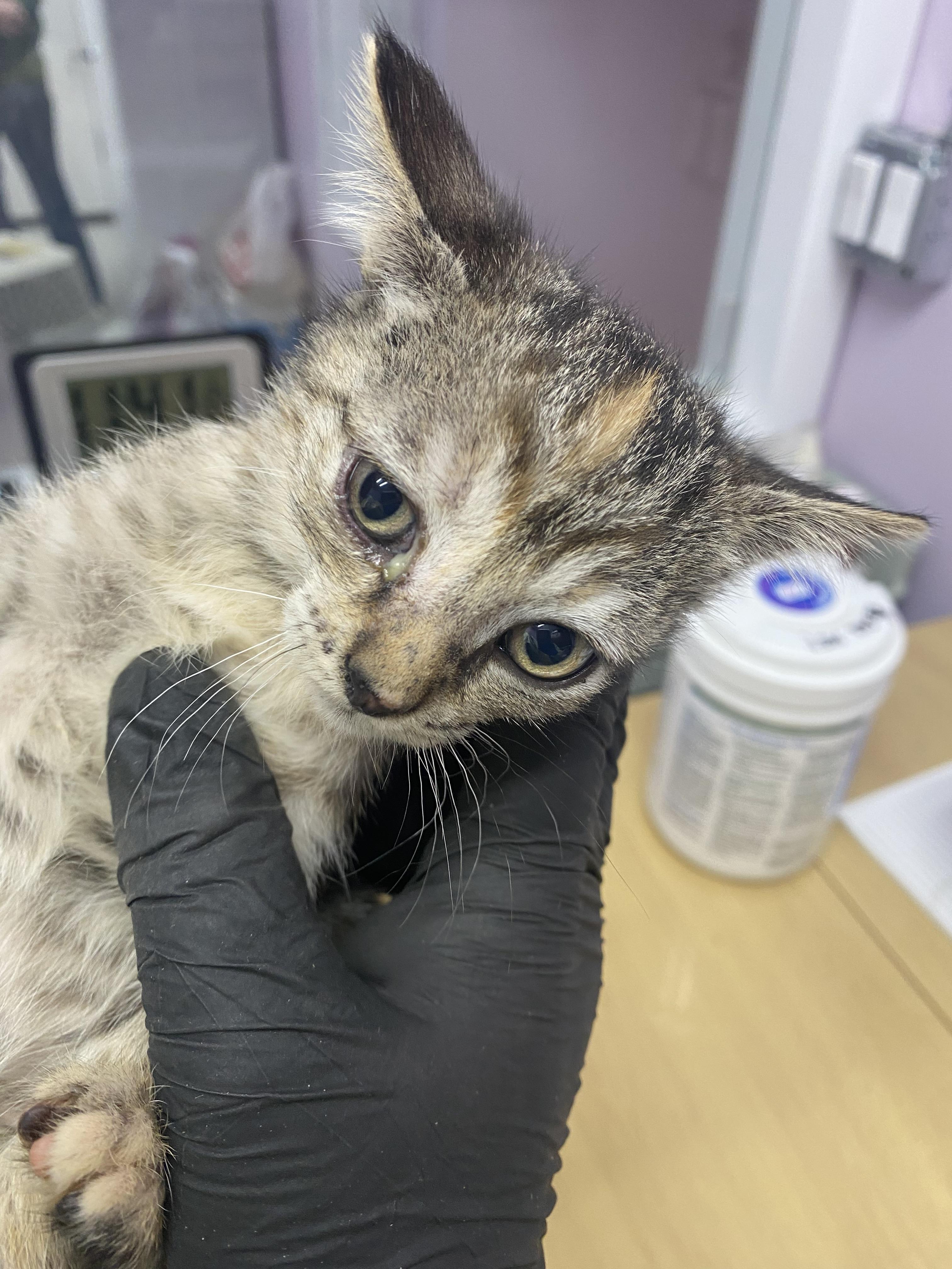 Brownie, a Adopted mixed breed in Lakewood, CO image 2/2
