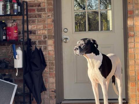 Enlarge Daisy (bonded with Blue), an adopted Great Dane in Dallas, TX image 6/6