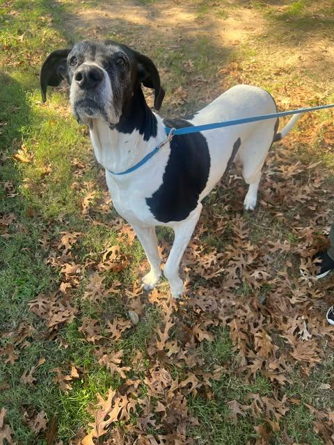 Enlarge Daisy (bonded with Blue), an adopted Great Dane in Dallas, TX image 4/6