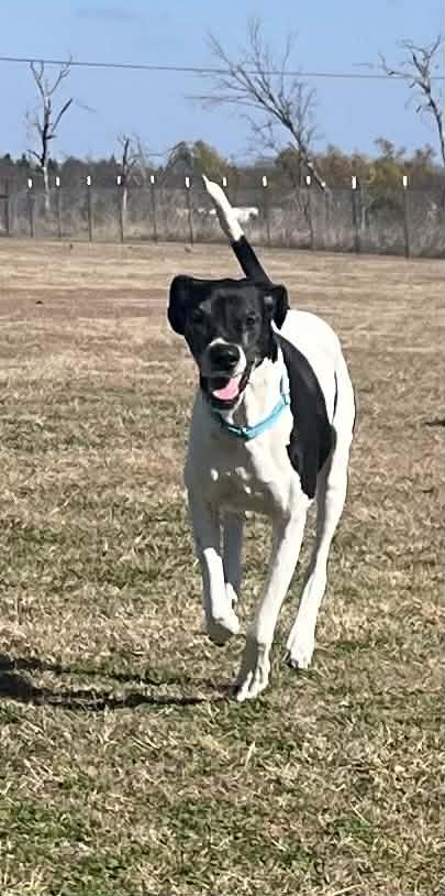 Enlarge Daisy (bonded with Blue), an adopted Great Dane in Dallas, TX image 1/6