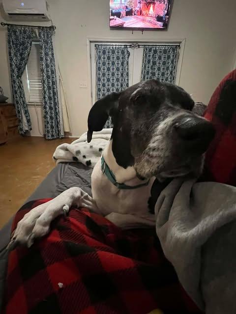 Enlarge Daisy (bonded with Blue), an adopted Great Dane in Dallas, TX image 3/6