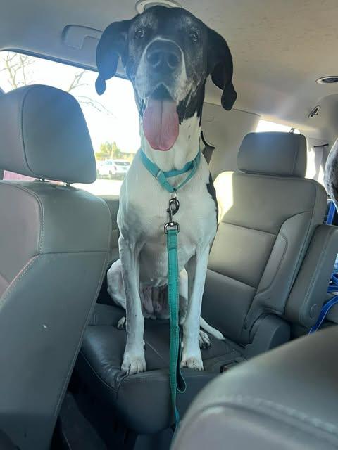 Enlarge Daisy (bonded with Blue), an adopted Great Dane in Dallas, TX image 2/6