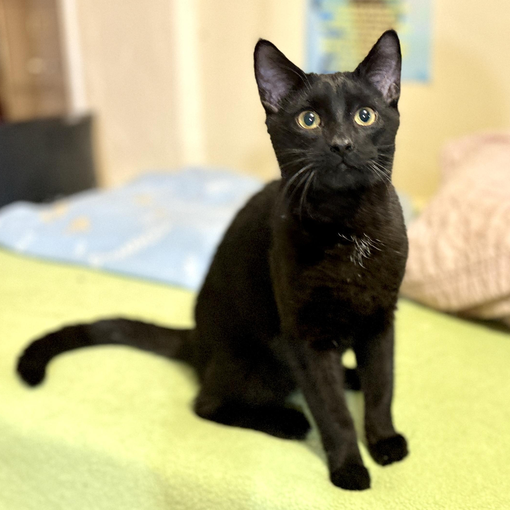 Buddy, ADOPTABLE, Kitten Male Domestic Short Hair.