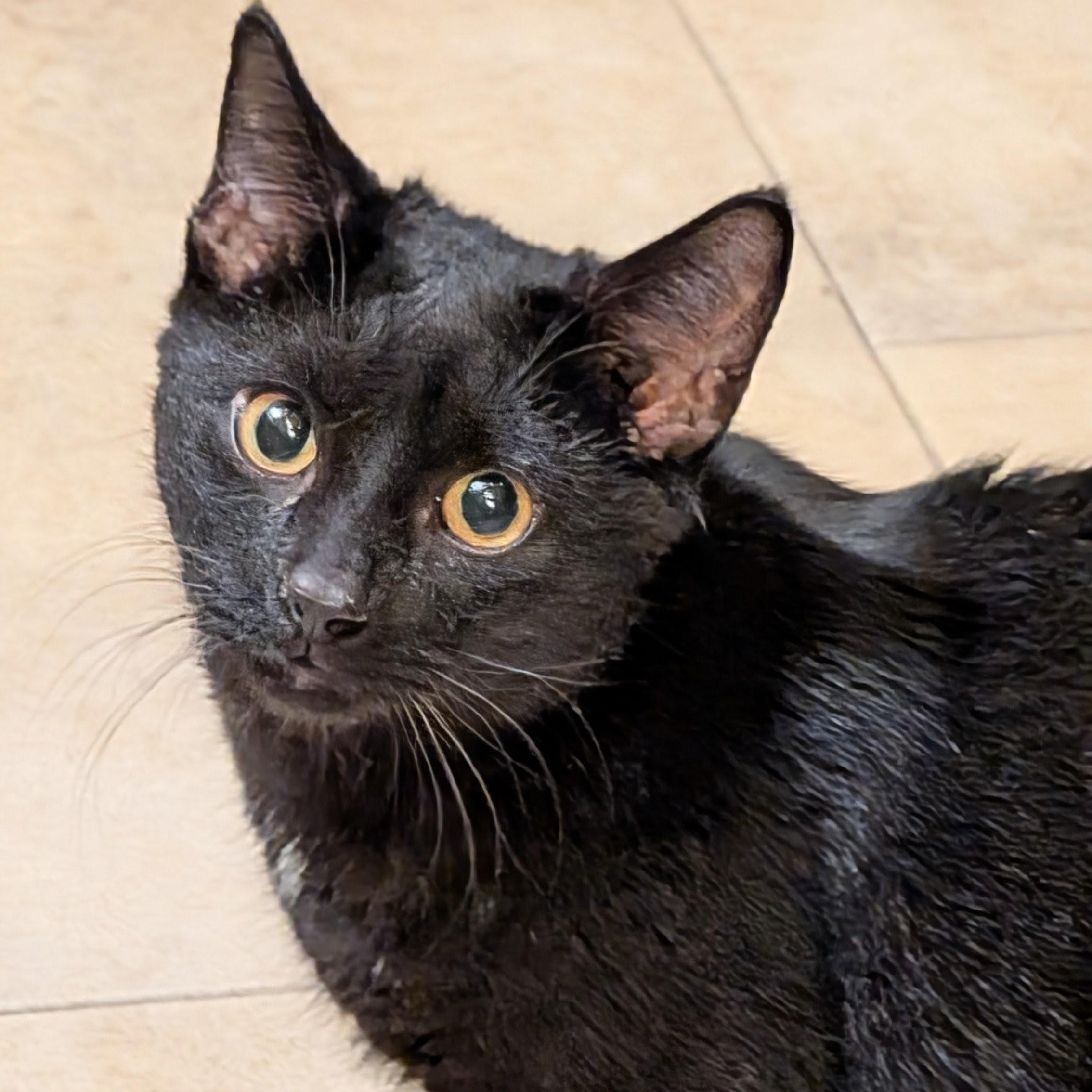 Buddy, ADOPTABLE, Kitten Male Domestic Short Hair.