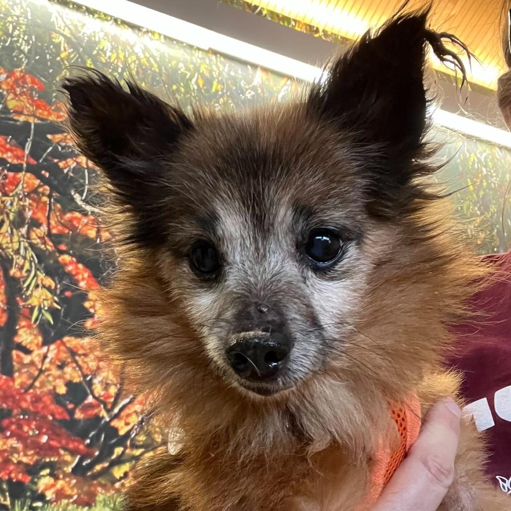 Enlarge Richmond 13683, a Adoptable Chihuahua in San Francisco, CA image 1/6