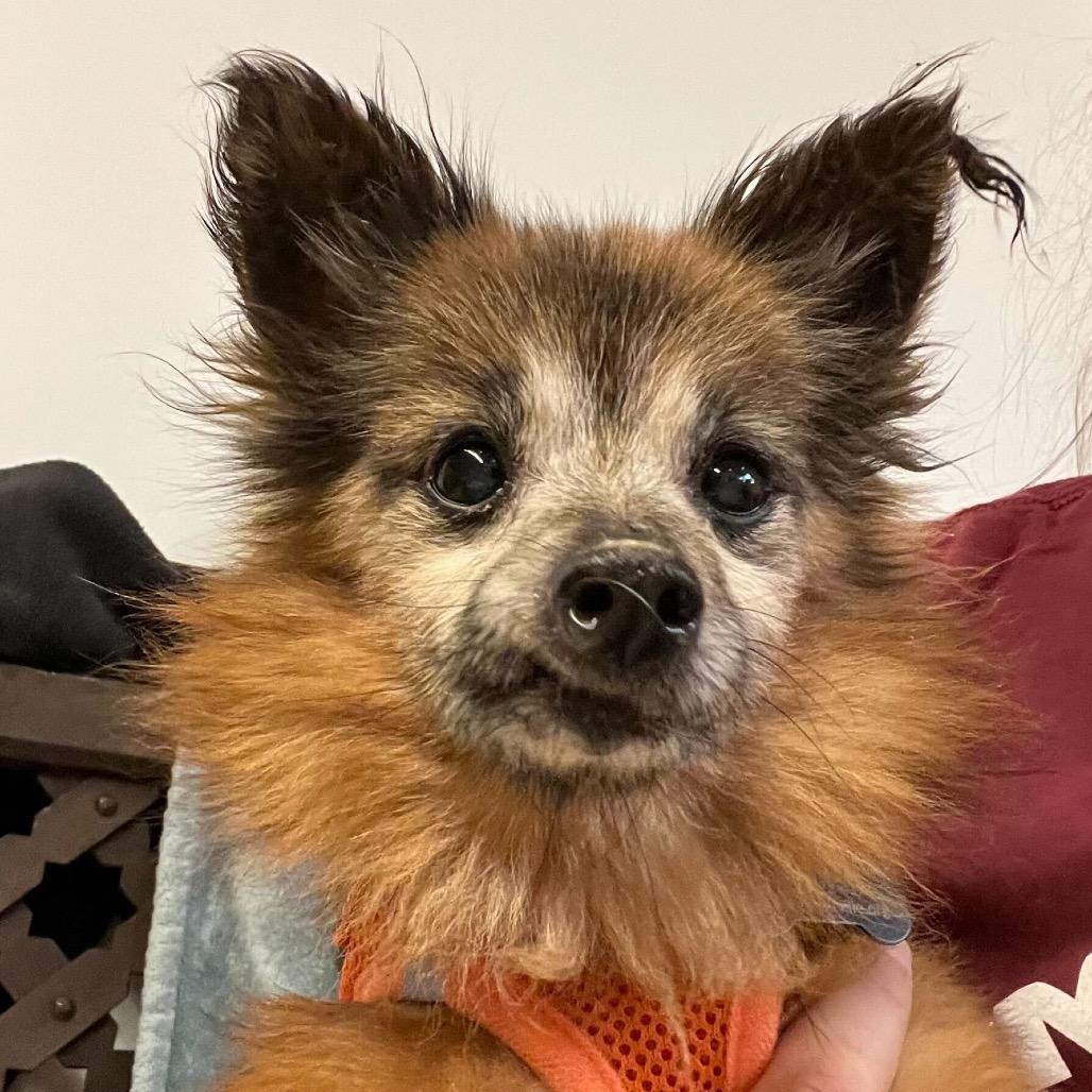 Enlarge Richmond 13683, a Adoptable Chihuahua in San Francisco, CA image 2/6