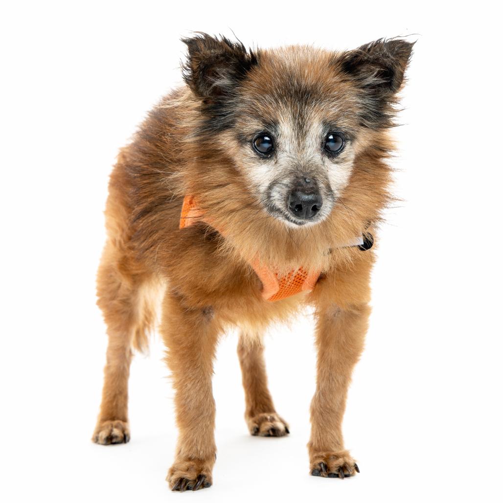 Enlarge Richmond 13683, a Adoptable Chihuahua in San Francisco, CA image 3/6