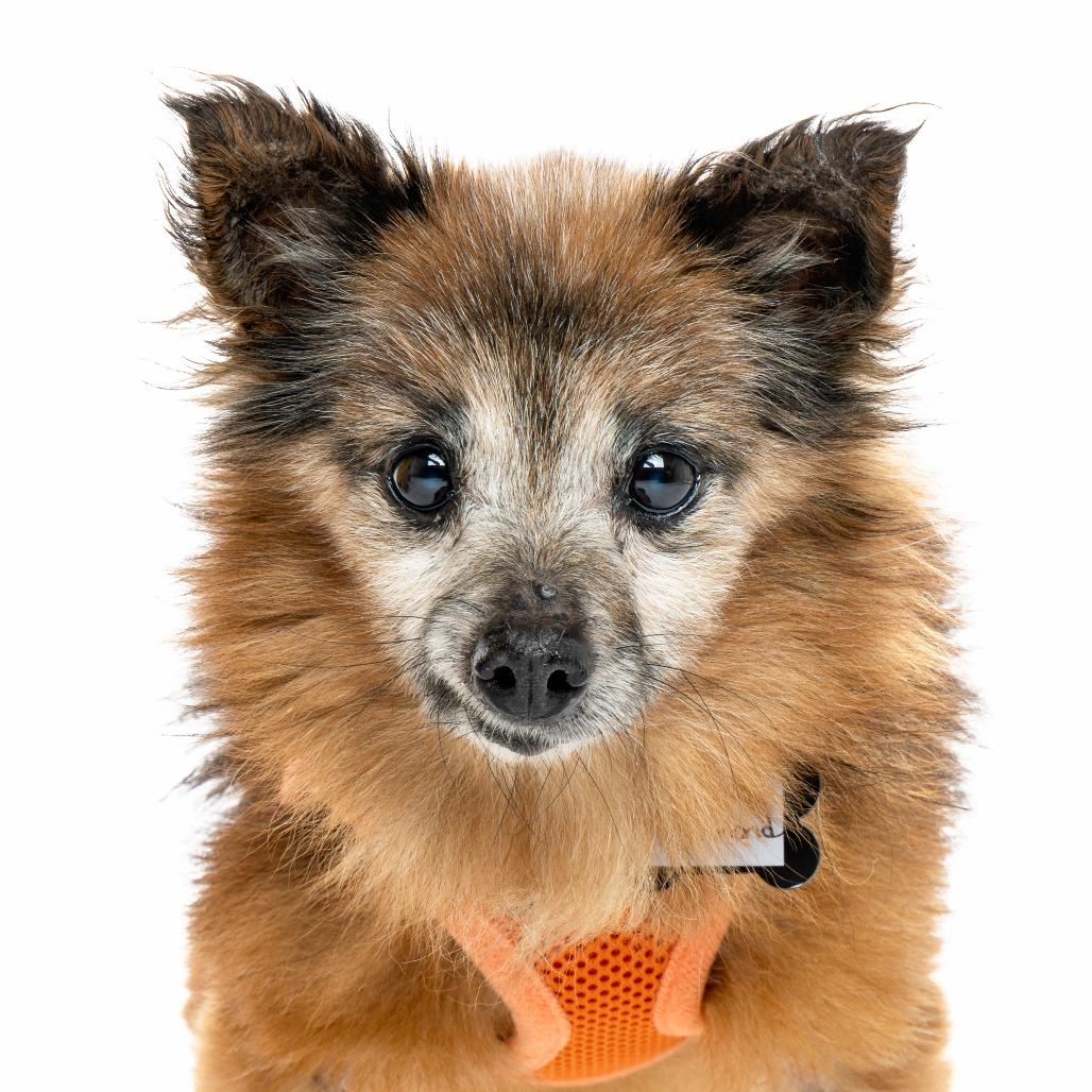 Enlarge Richmond 13683, a Adoptable Chihuahua in San Francisco, CA image 4/6