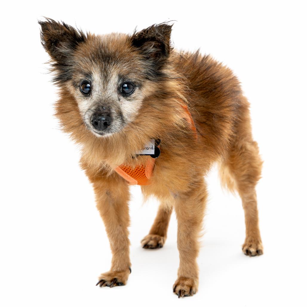 Enlarge Richmond 13683, a Adoptable Chihuahua in San Francisco, CA image 5/6